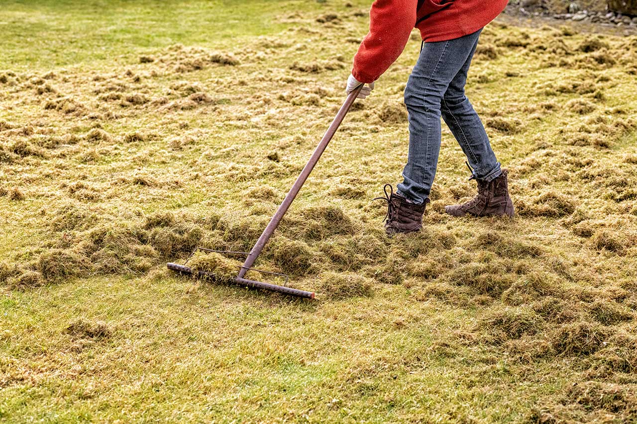 Raking up debris on lawn