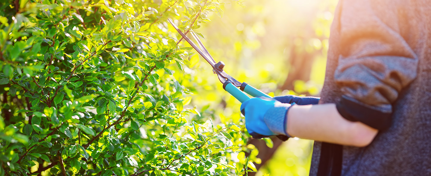 Summer Landscaping