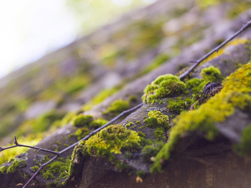 How To Deal With Green Moss on Roof Shingles?