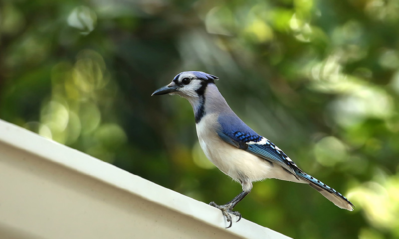 bird on the roof