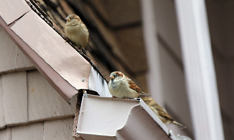 bird proofing roof