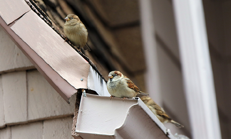 Comment les oiseaux font-ils leurs nids ?