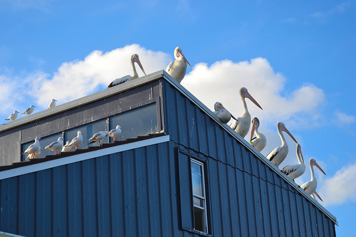 roof damage from birds 