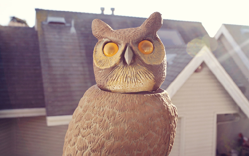 owl decoy to scare birds off roof