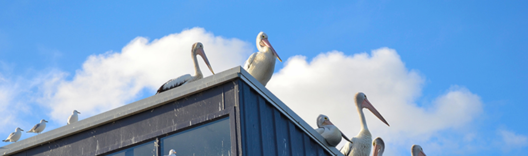 How to get Rid of Birds on Roofs Bird Damage Prevention Guide IKO