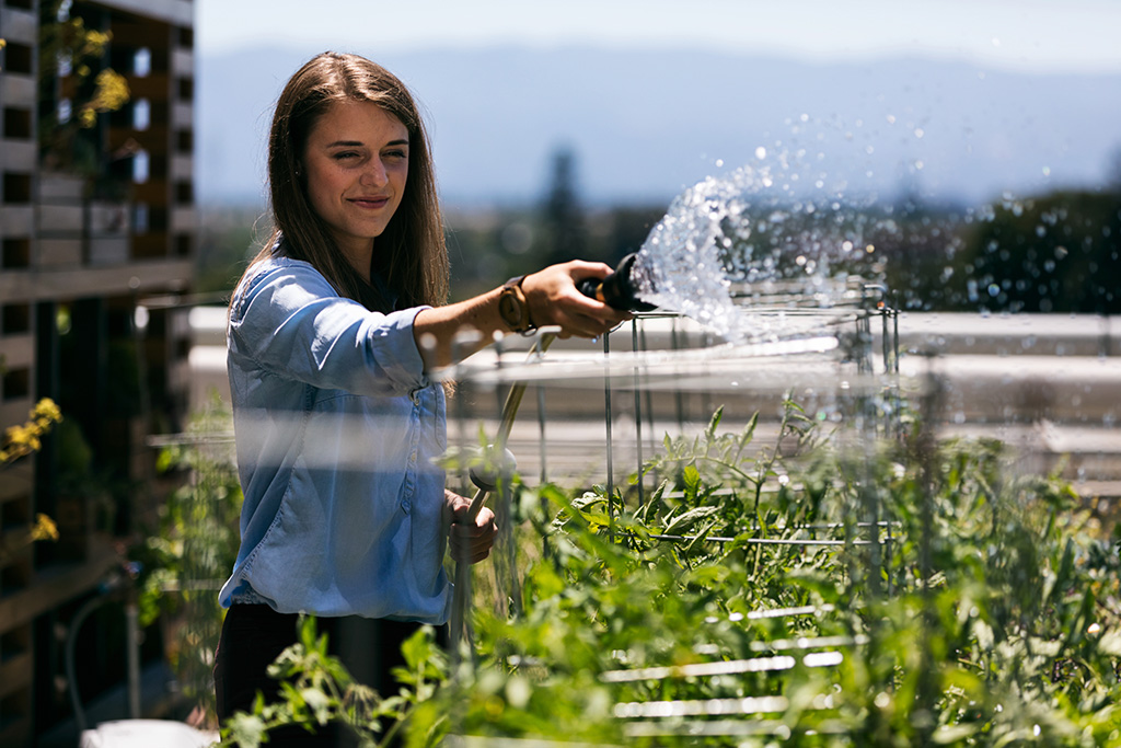 Green Roof plant watering