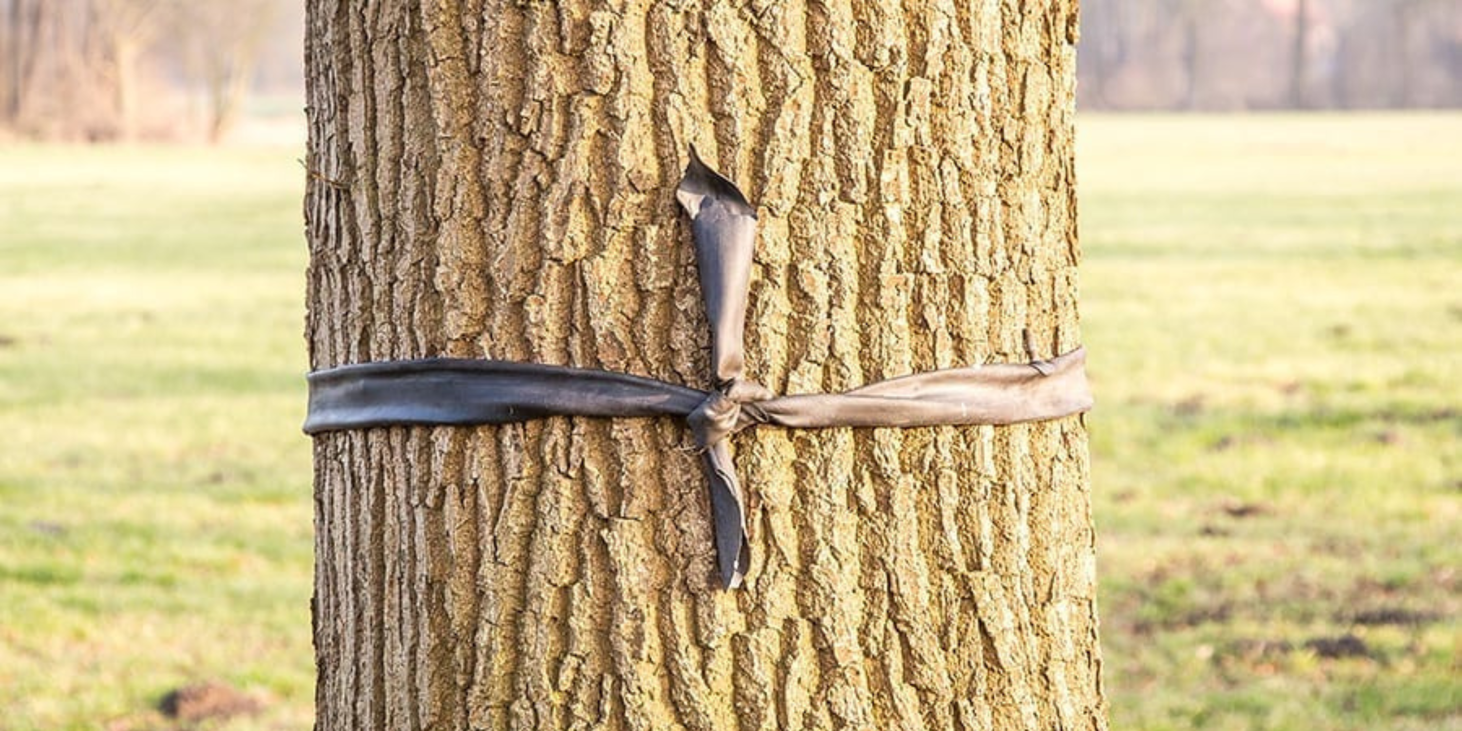Tree marked with black tape