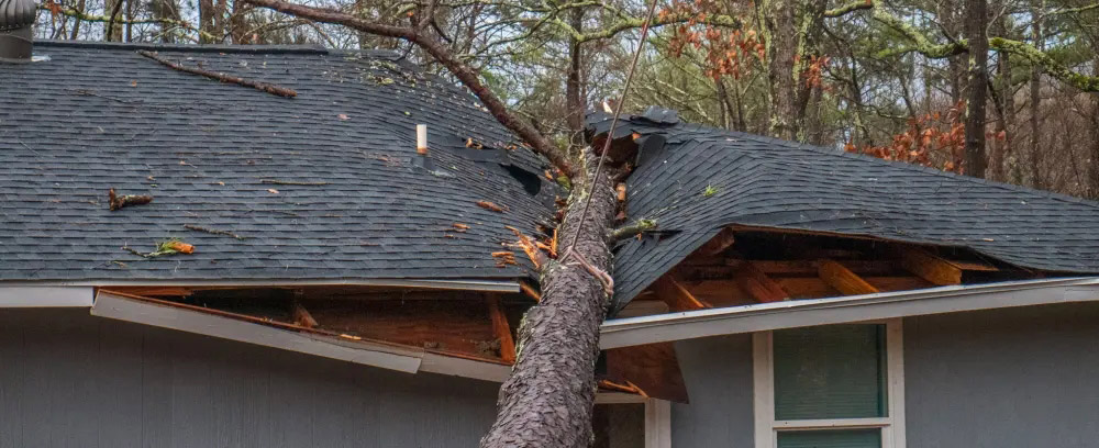 How to Avoid Roof Damage from Trees & Deal with a Fallen Tree - IKO