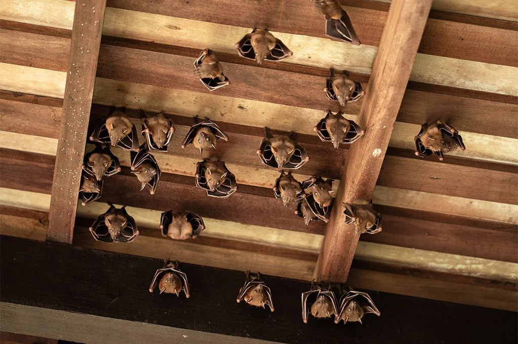 bats in roof