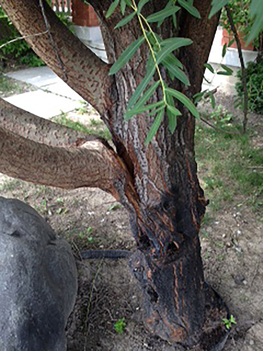 split tree trunk inidacting illness