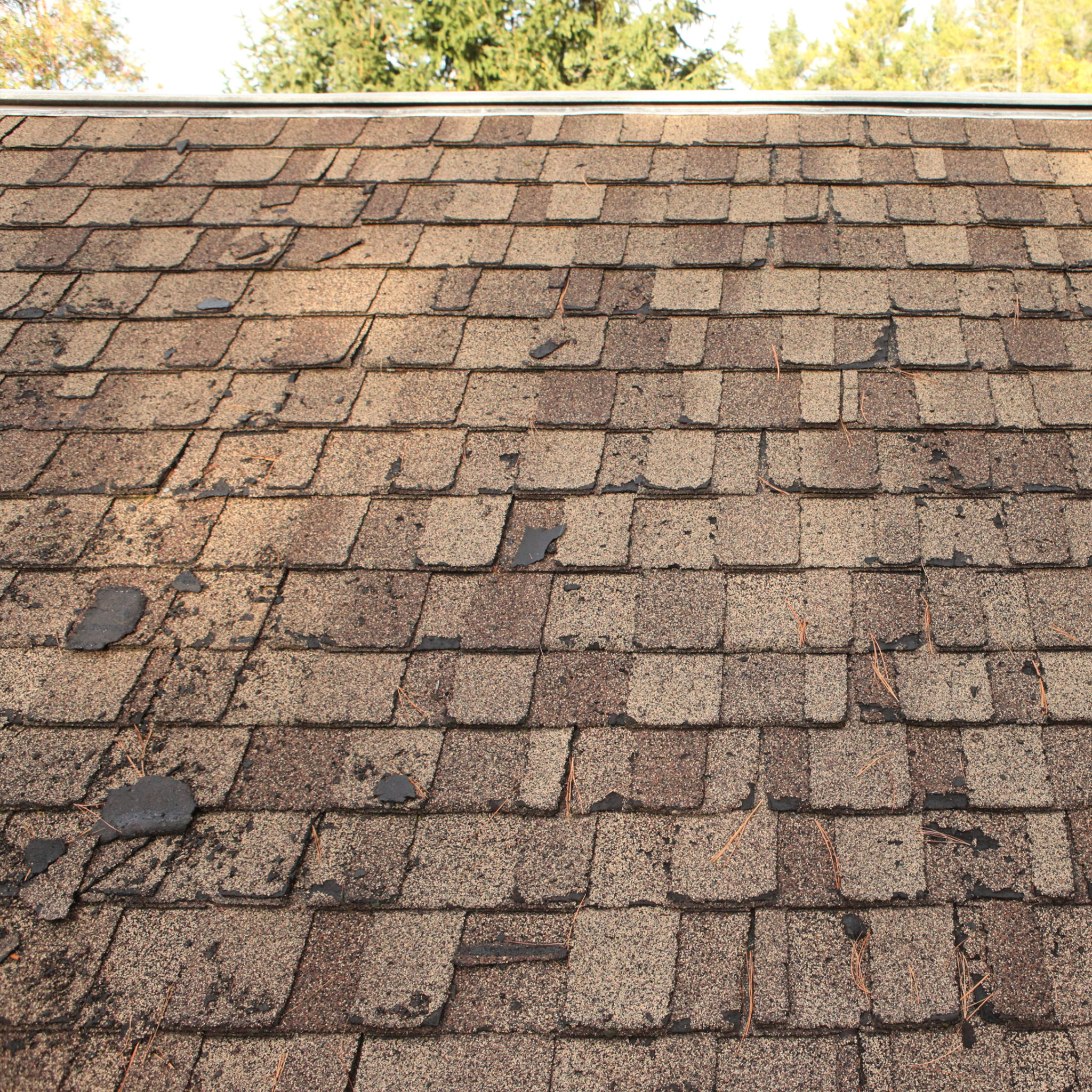 damaged roof shingles