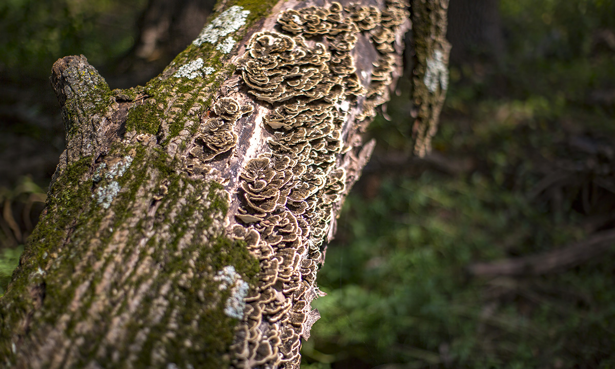 tree with fungus growing on it
