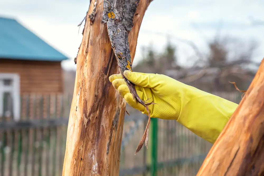 bark peeling off a tree trunk