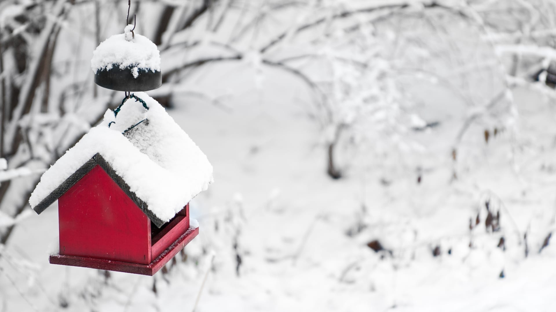 birdhouse roof covered with snow