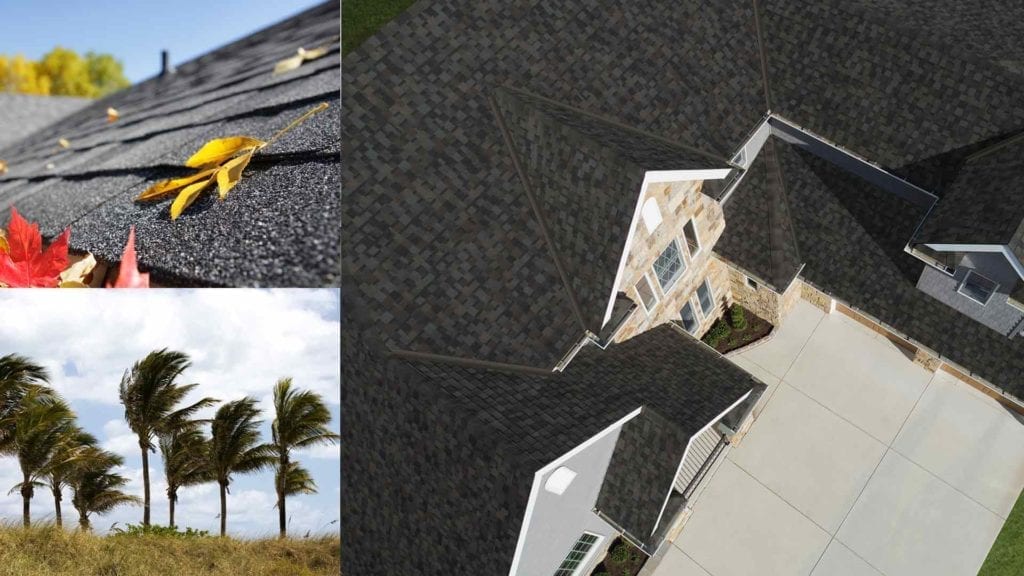 montage of overhead view of a roof, leaves on shingles, and palm trees