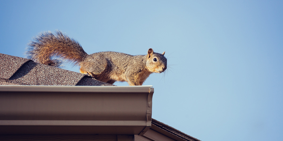 tree branches can lead animals to your roof