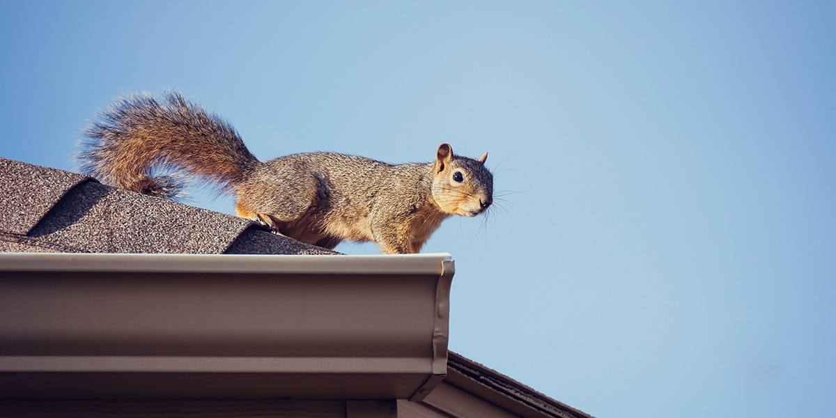 squirrel on roof