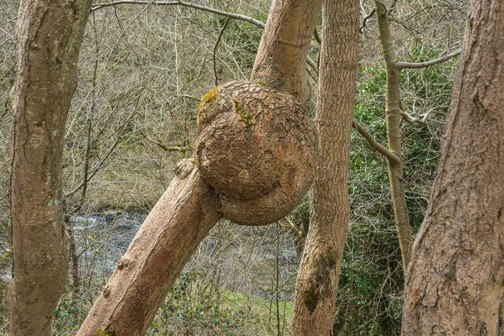 tree with unusual growh on trunk