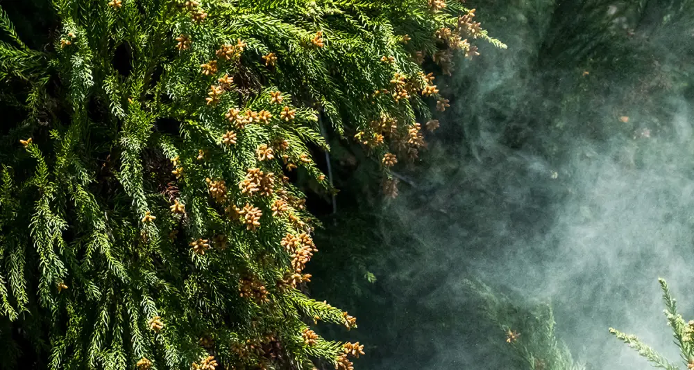 discolored tree leaves