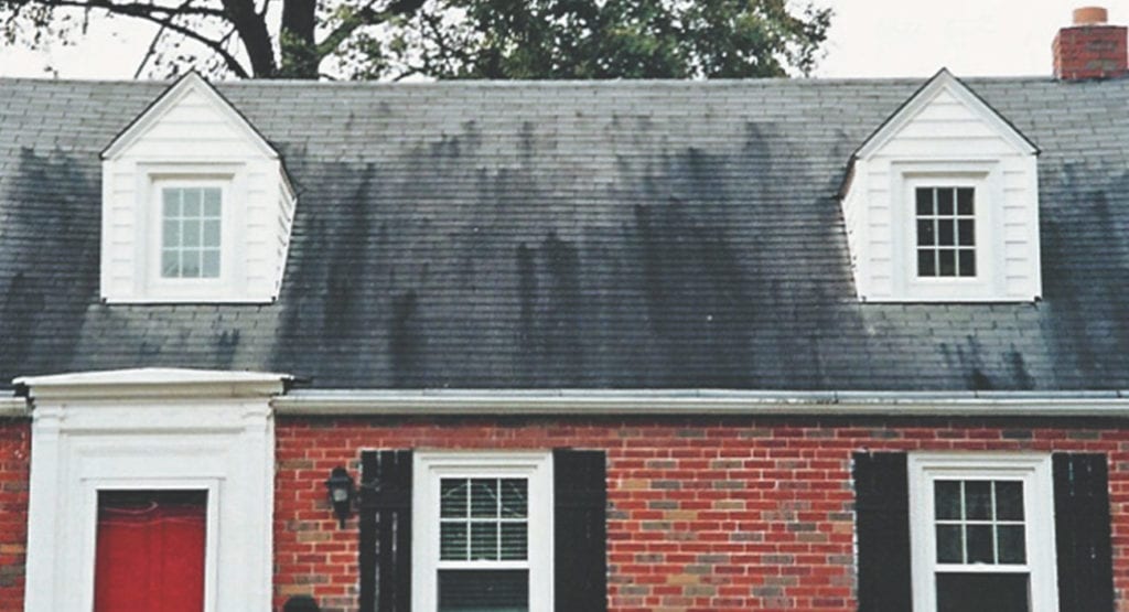 algae discoloration on a shingle roof