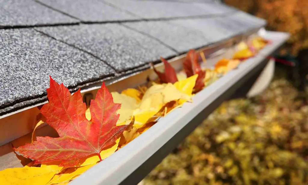 autumn leaves in gutter