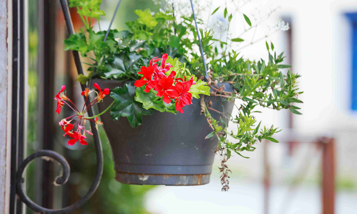 flower hanging brackets holding geranium flower pot