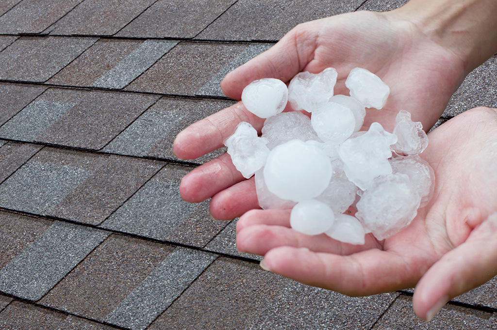 person holding hailstones above a shingled roof