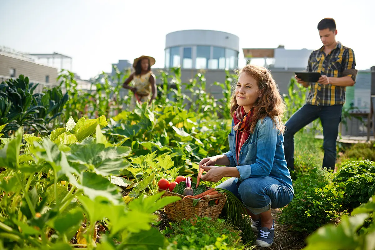 growing vegetables on a roof