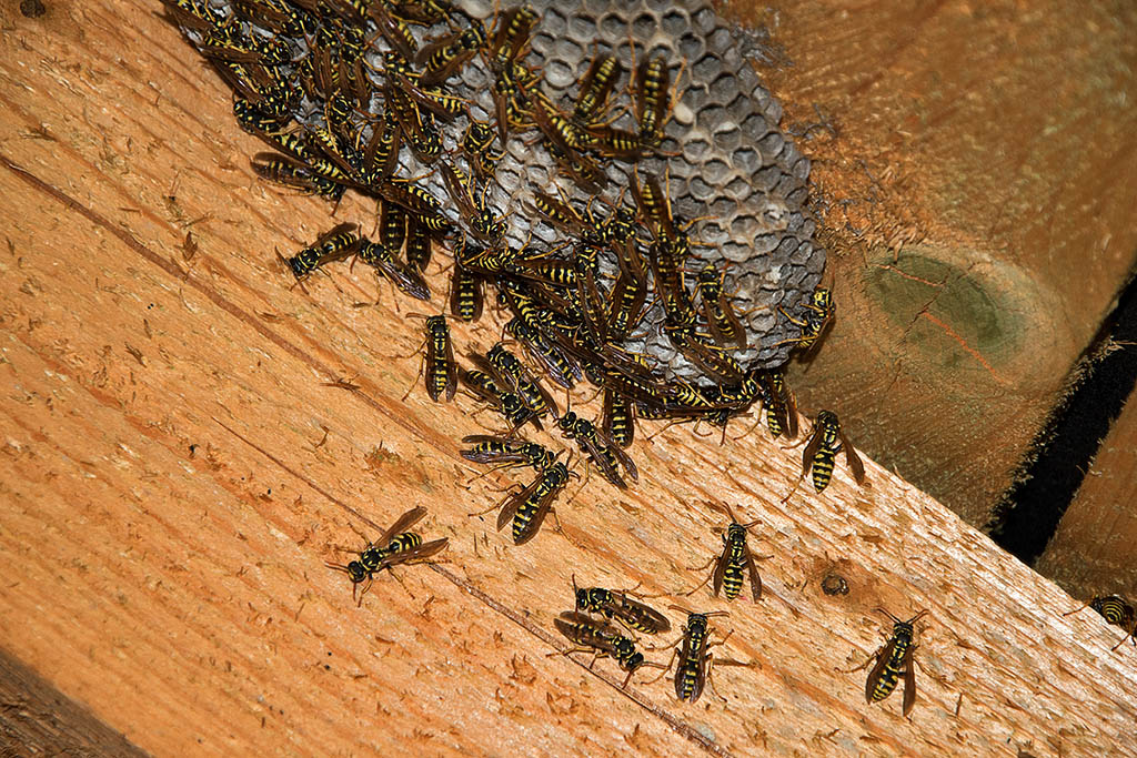 hornet nest in roof