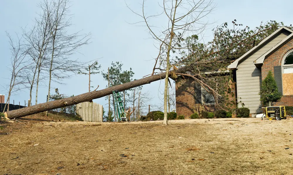 large tree that has fallen and caused damage to a home's roof