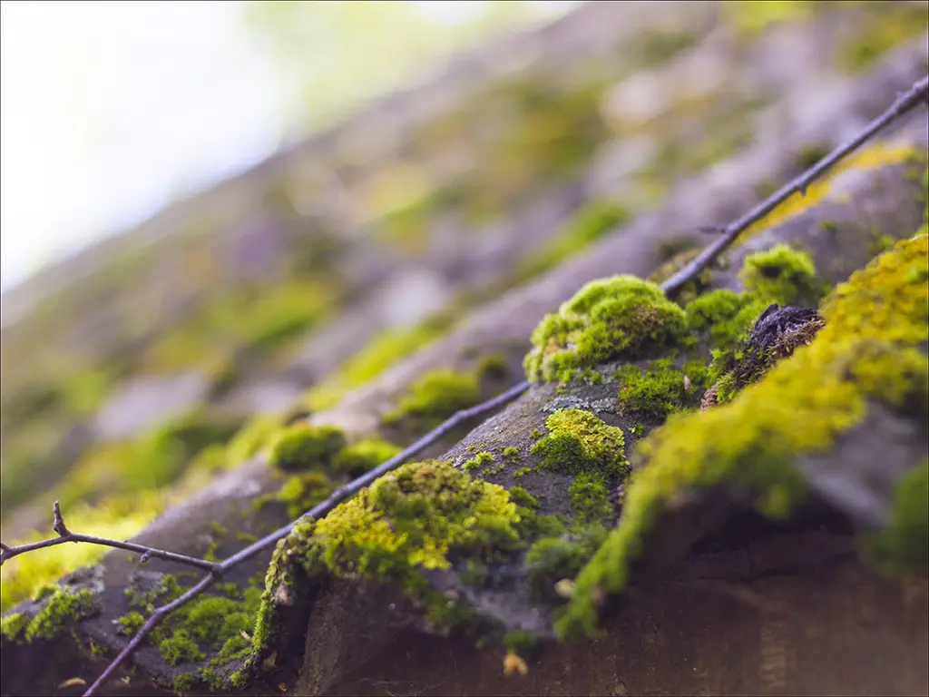 Moss growing on roof