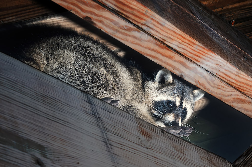 racoon in roof
