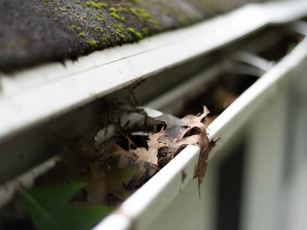 Les 7 étapes pour enlever les mousses sur votre terrasse - BATI DIFFUSION