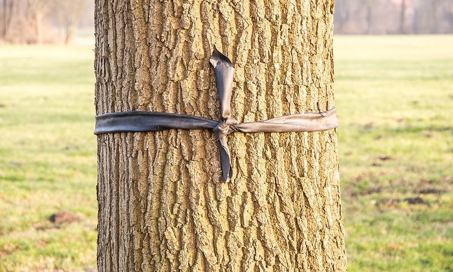 tree marked with ribbon to avoid getting damaged while home gets reroofed