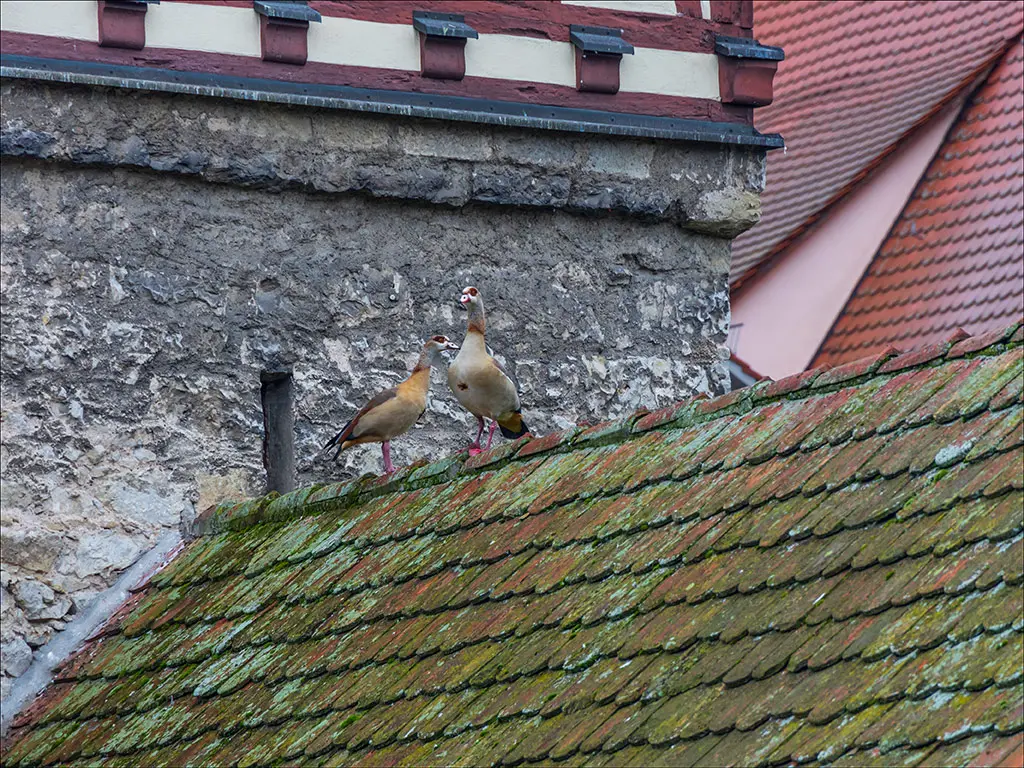 Roof shingles with moss growth