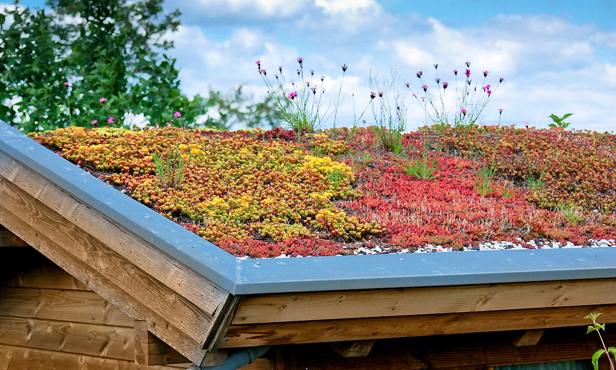 colorful plants growing on home's roof