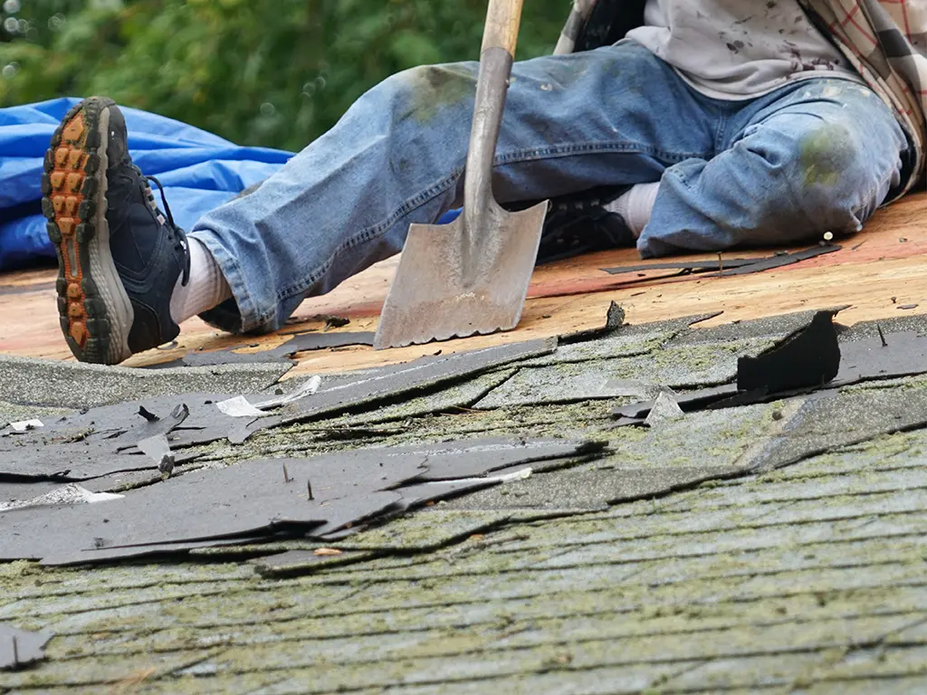 Roofer using roof stripping shovel to remove shingles with moss