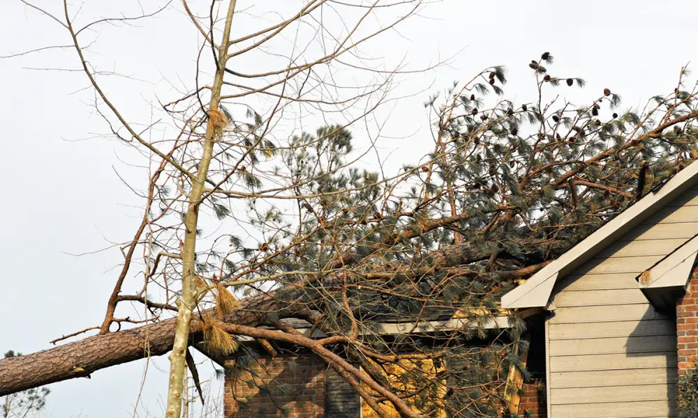 damaged roof from fallen tree