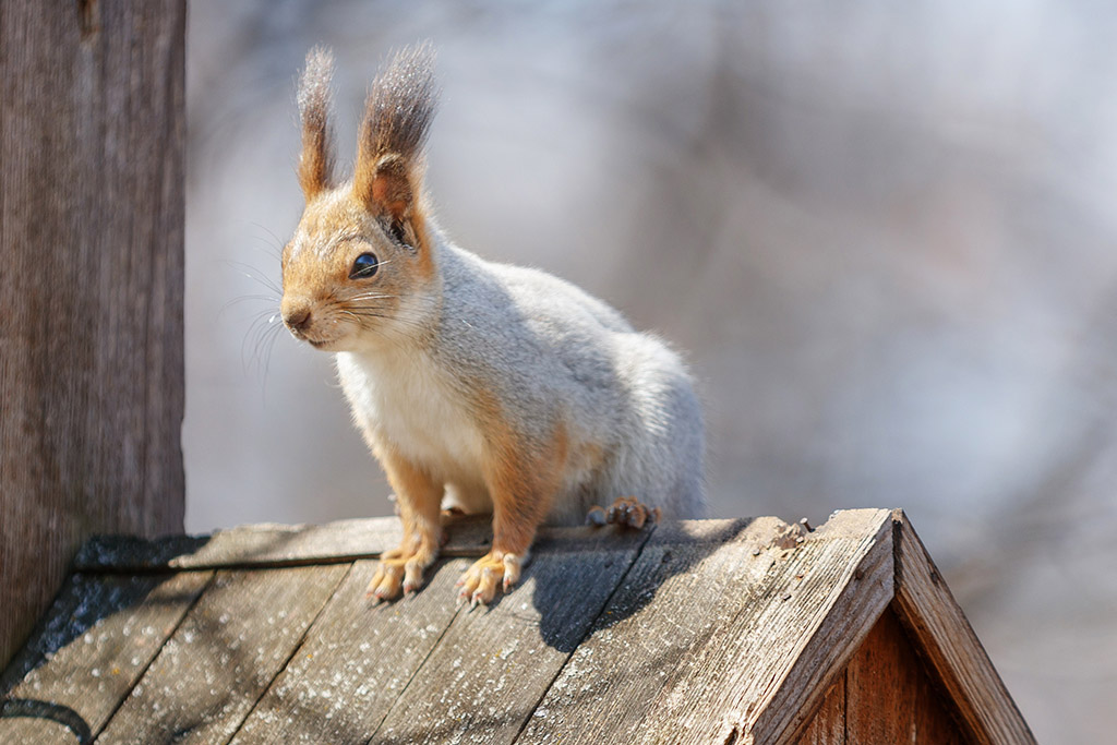 white squirrel on roof