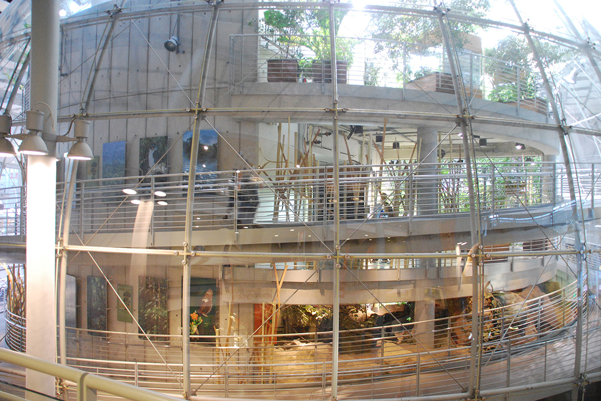 inside the raised dome roof of the California Academy of Sciences in San Francisco, California